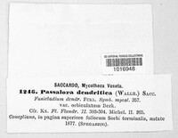 Venturia inaequalis image